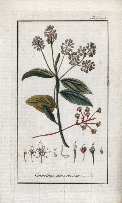 Kaliforniya Leylağı (Ceanothus americanus). Johannes Zorn