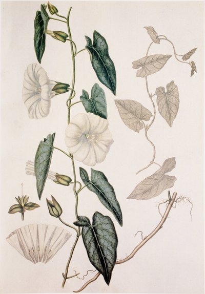 Calystegia sepium/Convolvulus sepium/Çit Yatak by Unbekannt
