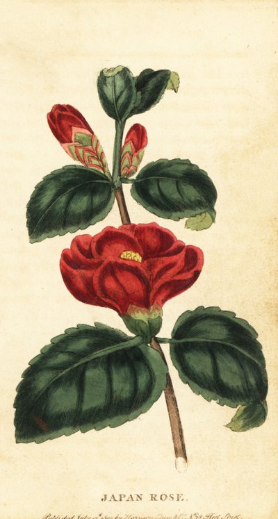 Kamelya veya Japonya gülü, Camellia japonica. ,1800 (gravür) by Unbekannter Künstler