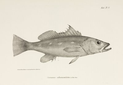 Camotillo, Pasifik Okyanusu, c 1832-1836 by Unbekannter Künstler