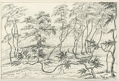 Cannock Chase: kalem ve karakalem, nd [?19th Century] by Unbekannt