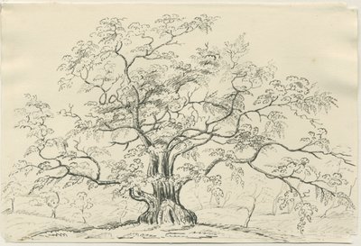 Cannock Chase: kalem ve karakalem, nd [?19th Century] by Unbekannt
