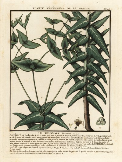Kapari sütleğen, Euphorbia lathyris. by Unbekannter Künstler