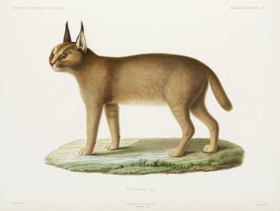 Caracal, Cezayir by Unbekannt