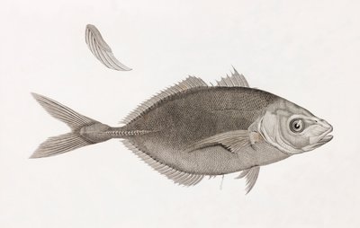 Caranx Lune, yakın çekim by Unbekannt