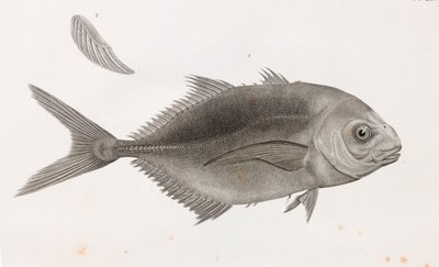 Caranx Sauteur, yakın çekim by Unbekannt