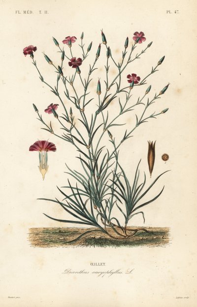 Karanfil veya karanfil pembesi, Dianthus caryophyllus, Oeillet by Unbekannt