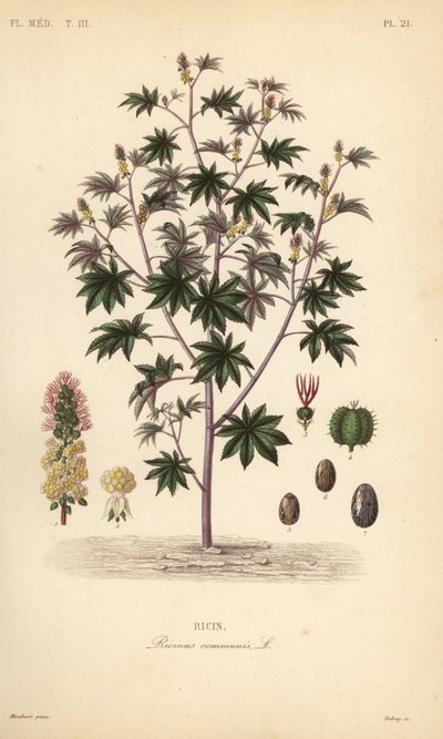 Hint fasulyesi veya hint yağı tesisi, Ricinus communis, Ricin by Unbekannt
