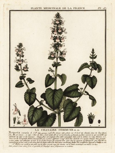 Kedi nanesi, Nepeta cataria. by Unbekannter Künstler