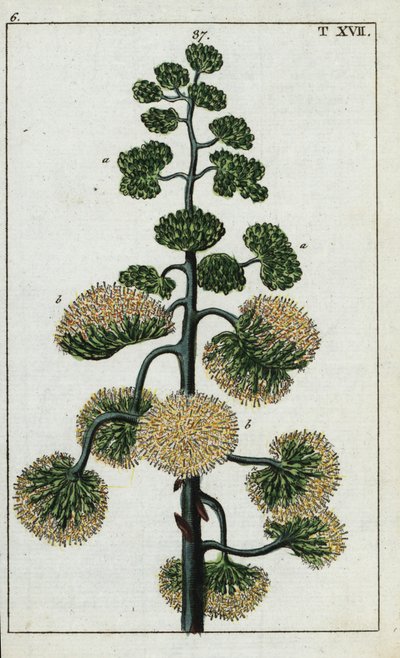 Yüzyıl bitkisi, Agave americana. by Unbekannter Künstler
