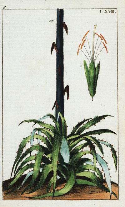 Yüzyıl bitkisi, Agave americana. by Unbekannter Künstler