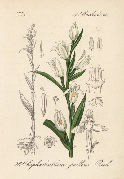 Cephalanthere epe veya uzun yapraklı - Kılıç yapraklı helleborine, Cephalanthera longifolia (Cephalanthera pallens). Diederich von Schlechtendal