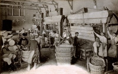 Şampanya: Saint-Helene hasat evinde üzüm sıkma, Moet & Chandon Epernay evi, yirminci yüzyılın başları (s/b fotoğraf) by Benjamin Baud