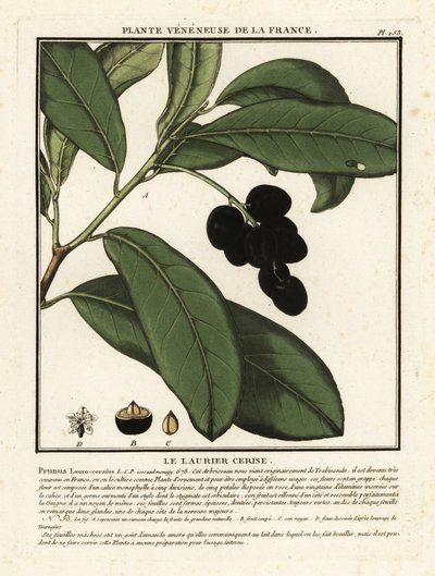 Kiraz defnesi, Prunus laurocerasus. by Unbekannter Künstler