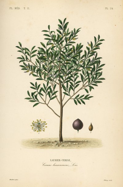 Kiraz defnesi veya İngiliz defnesi ağacı, Prunus laurocerasus, Cerasus laurocerasus, Laurier-cerise by Unbekannt