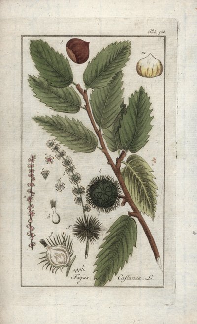 Kestane (Castanea sativa). Johannes Zorn