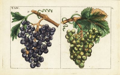 Chiavenna üzümleri, Pinot noir üzümleri, Vitis vinifera. by Unbekannter Künstler