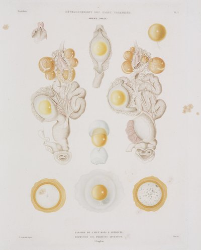 Yumurta kanalındaki tavuk yumurtası, c 1847-1859 by Unbekannt