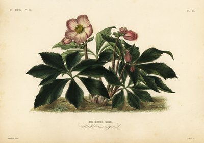 Noel gülü veya kara karacaylan, Helleborus niger, Hellebore noir by Unbekannt