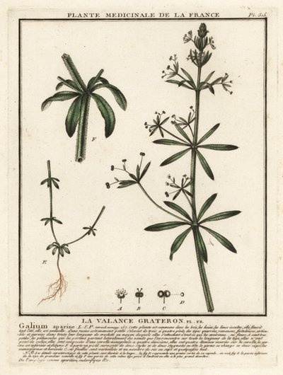 Cleavers, Galium aparin. by Unbekannter Künstler
