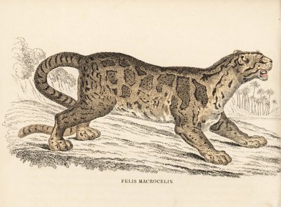 Bulutlu leopar, Neofelis nebulosa (Felis macrocelis). Savunmasız. Georg Friedrich Treitschke