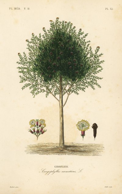 Karanfil ağacı, Syzygium aromaticum, Caryophyllus aromaticus, Giroflier by Unbekannt