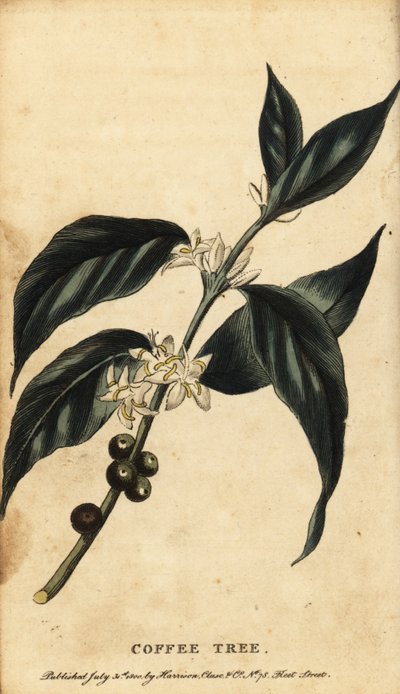 Kahve ağacı, Coffea Arabica. ,1800 (gravür) by Unbekannter Künstler