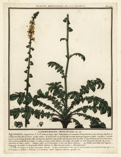 Ortak agrimony, Agrimonia eupatoria. by Unbekannter Künstler