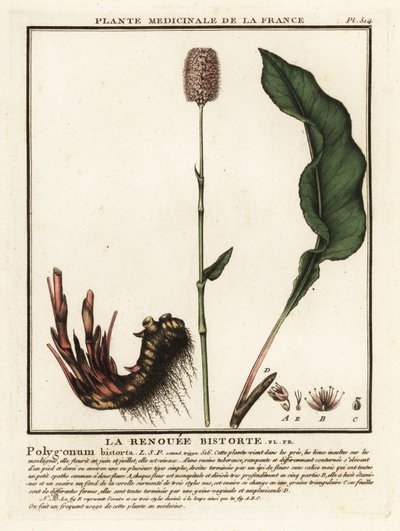 Adi bistort, Persicaria bistorta. by Unbekannter Künstler
