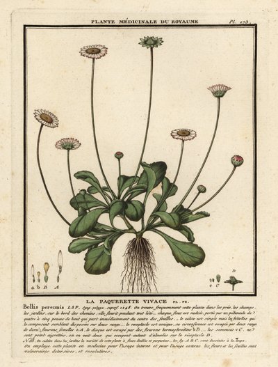 Ortak papatya, Bellis perennis. by Unbekannter Künstler