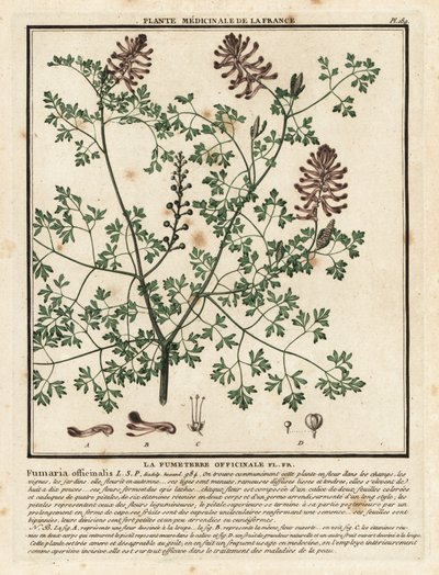 Adi fumitory, Fumaria officinalis. by Unbekannter Künstler