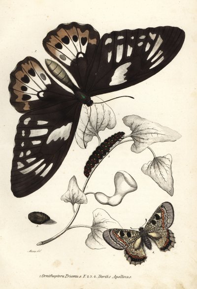 Yaygın yeşil kuş kanadı, Ornithoptera priamus, kelebek, tırtıl ve pupa ve sahte apollo, Archon apollinus (Doritis apollinus). Georg Friedrich Treitschke
