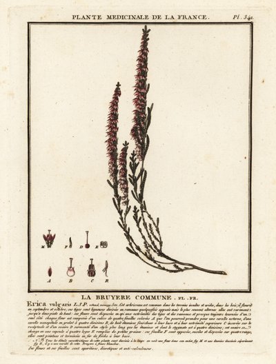 Ortak funda, Calluna vulgaris. by Unbekannter Künstler