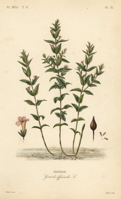 Ortak hedgehyssop veya lütuf otu, Gratiola officinalis, Gratiole by Unbekannt