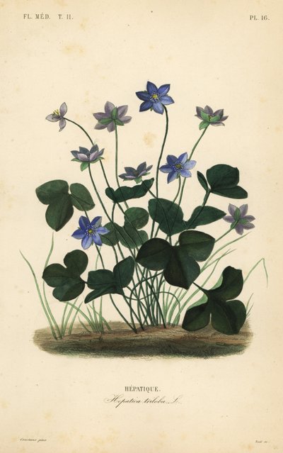 Yaygın hepatica veya ciğerotu, Anemone hepatica, Hepatica triloba, Hepatique by Unbekannt