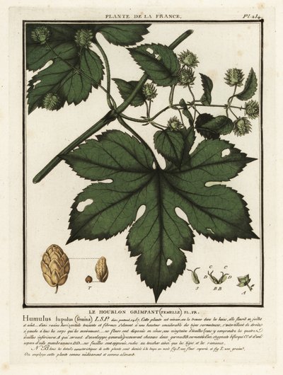 Sıradan şerbetçiotu, Humulus lupulus. by Unbekannter Künstler