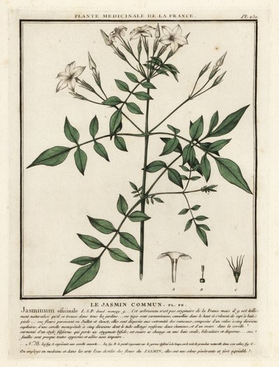Ortak yasemin, Jasminum officinale. by Unbekannter Künstler