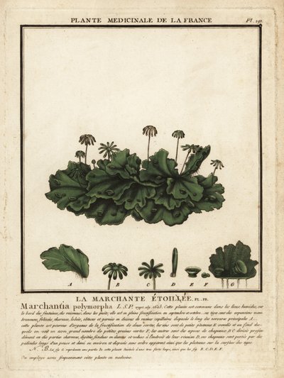 Ortak ciğerotu, Marchantia polymorpha. by Unbekannter Künstler