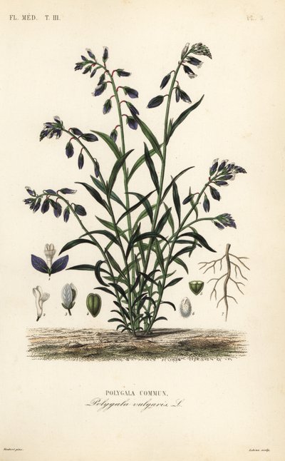 Ortak süt otu, Polygala vulgaris, Polygala commun by Unbekannt