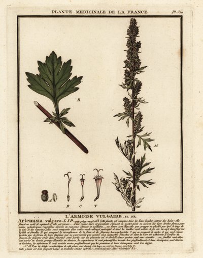 Ortak pelin, Artemisia vulgaris. by Unbekannter Künstler