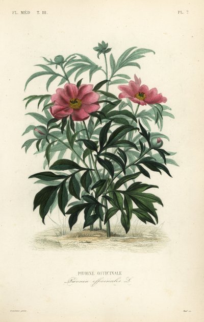 Adi şakayık veya bahçe şakayık, Paeonia officinalis, Pivoine officinale by Unbekannt