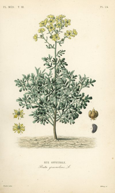 Ortak rue veya lütuf otu, Ruta graveolens, Rue officinale by Unbekannt