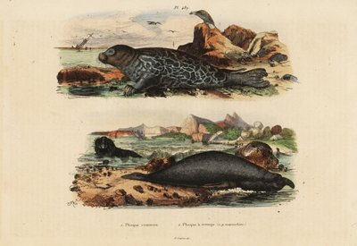 Ortak fok, Phoca vitulina 1 ve kuzey deniz fili, Mirounga angustirostris 2 by Unbekannt