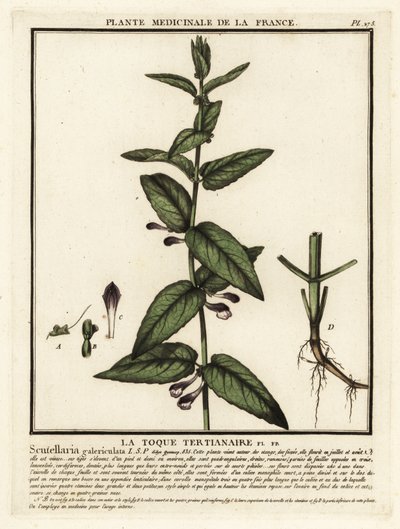 Ortak takke, Scutellaria galericulata. by Unbekannter Künstler