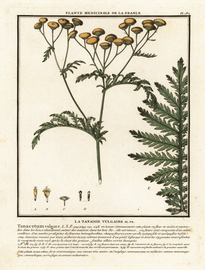 Ortak solucan otu, Tanacetum vulgare. by Unbekannter Künstler