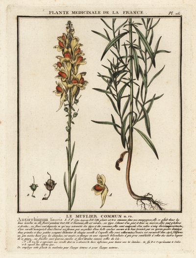 Ortak karakurbağası, Linaria vulgaris. by Unbekannter Künstler