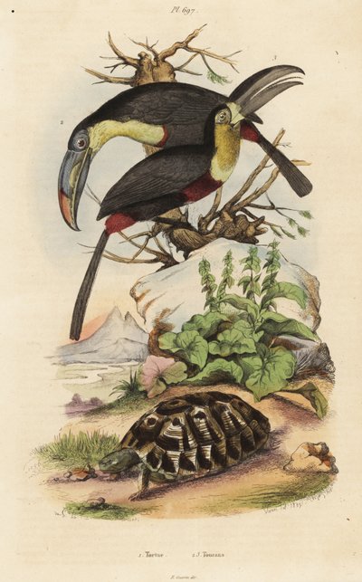 Adi kaplumbağa, Testudo graeca 1, kükürt göğüslü tukan, Ramphastos sülfüratus 2 ve beyaz boğazlı tukan, Ramphastos tucanus 3, Tortue, Toucanlar by Unbekannt