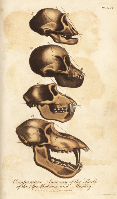  by Unbekannter Künstler