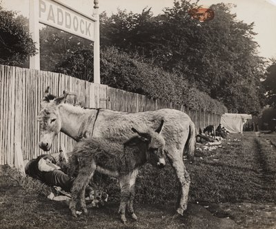 İki eşeğin birleşimi, c 1909 by Unbekannt