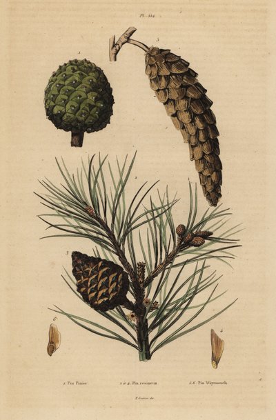Fıstık çamı, Pinus pinea 1, kızılçam, Pinus resinosa 2-4 ve Weymouth çamı, Pinus strobus 5,6 kozalakları by Unbekannt